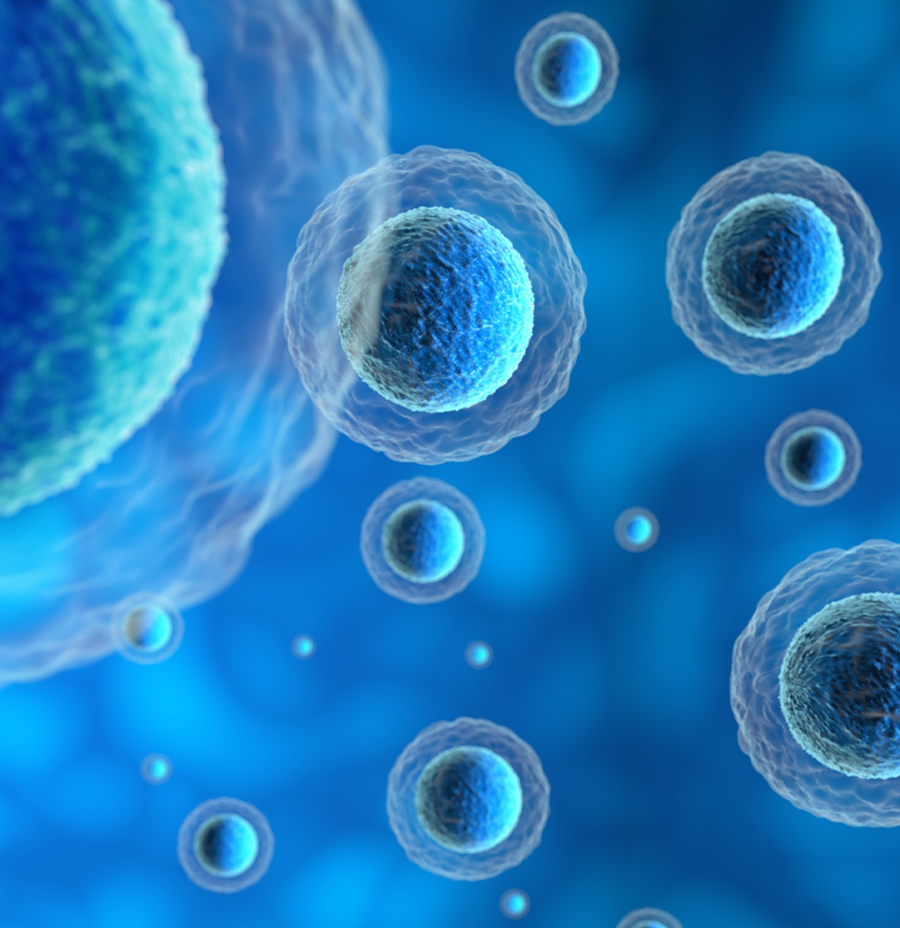 autorregeneracion-celular-v2 autorregeneración celular